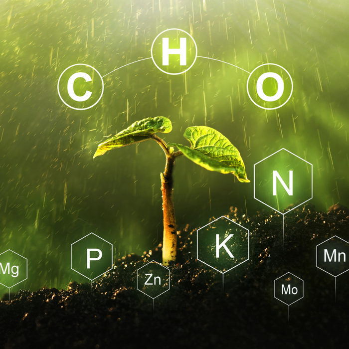 Understanding Plant Nutrient Deficiencies | فهم نقص العناصر الغذائية في النباتات