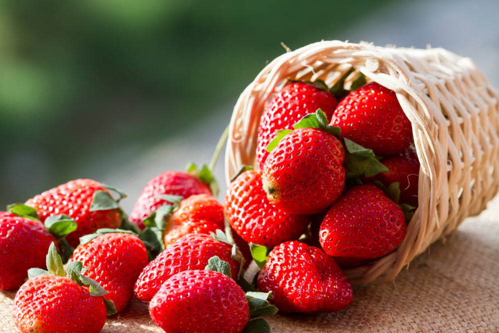 مستقبل أحلى: دعم زراعة الفراولة المستدامة   | A sweeter future: Supporting sustainable strawberry farming.