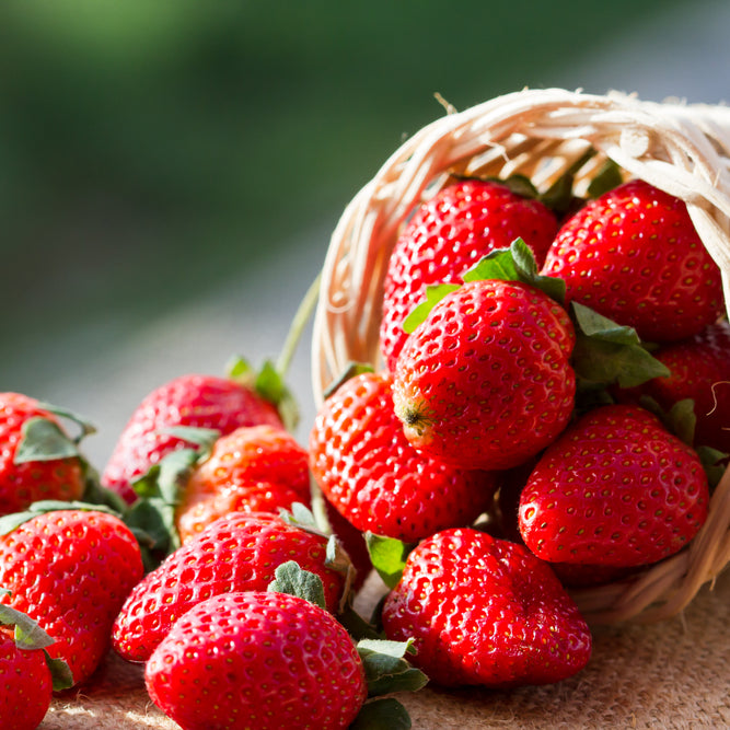 مستقبل أحلى: دعم زراعة الفراولة المستدامة   | A sweeter future: Supporting sustainable strawberry farming.