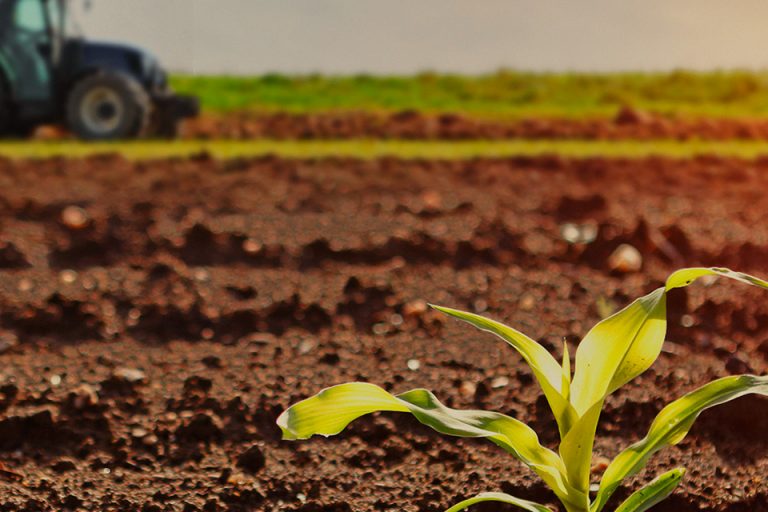أهمية تعقيم التربة قبل الزراعة | Importance Of Sterilizing Soil Before Planting