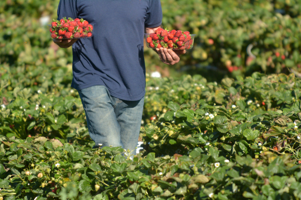 إرشادات لمزارعي الفراولة مع بدء الحصاد | Guidance for Strawberry Farmers as Harvest Commences