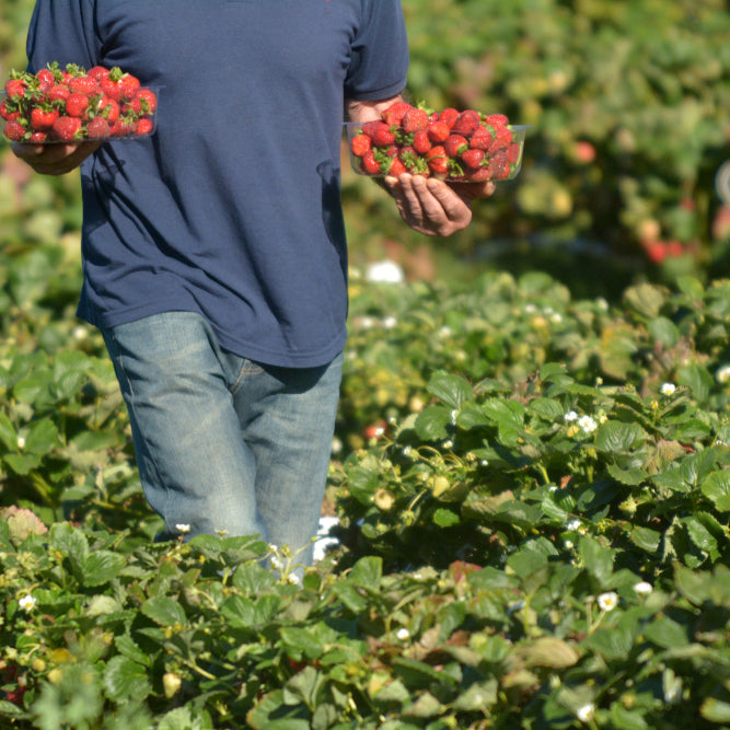 إرشادات لمزارعي الفراولة مع بدء الحصاد | Guidance for Strawberry Farmers as Harvest Commences