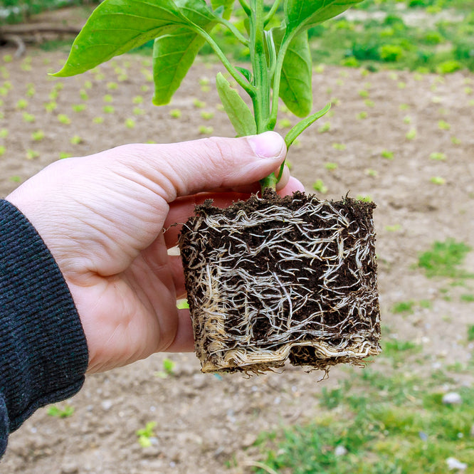 اعفان الجذور | Root rot