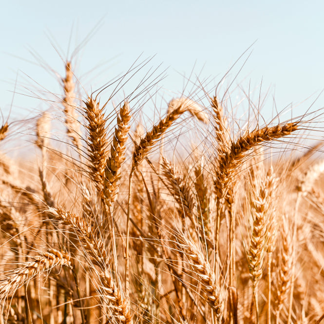 ما هي توقعات القمح الربيعي في هذه المرحلة من موسم النمو |What is the spring wheat outlook at this point in the growing season