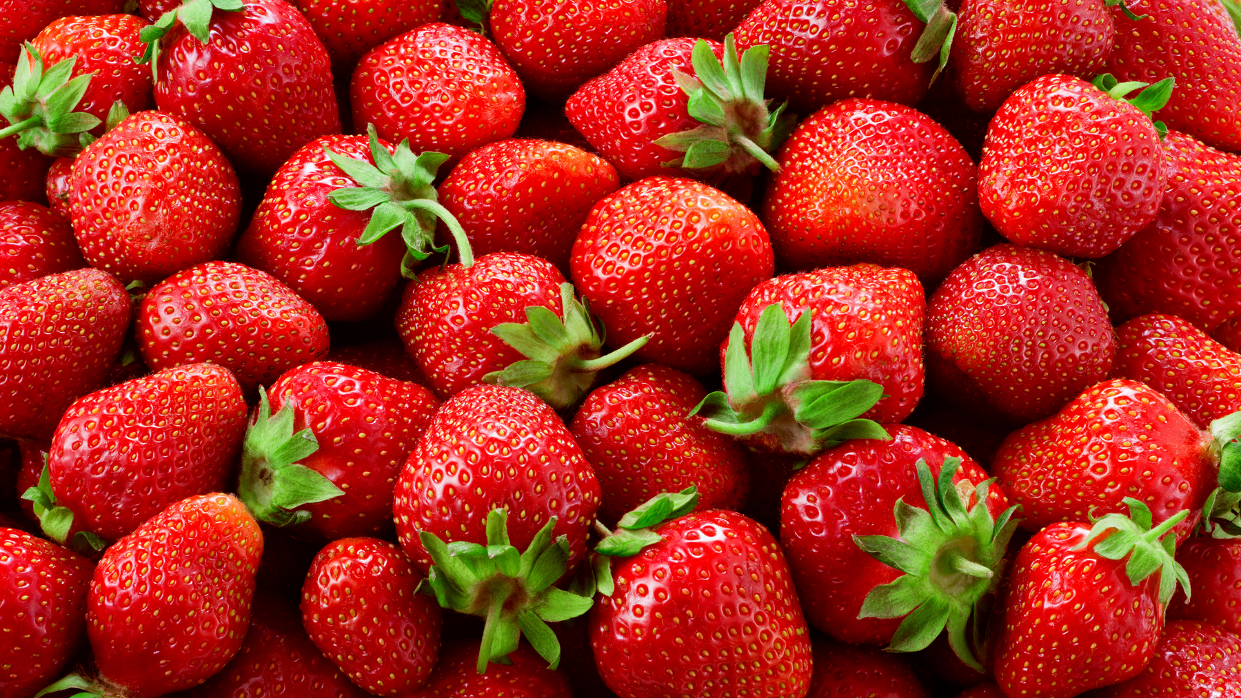 Tips for harvesting Frigo strawberries | نصائح لحصاد فراولة فريجو