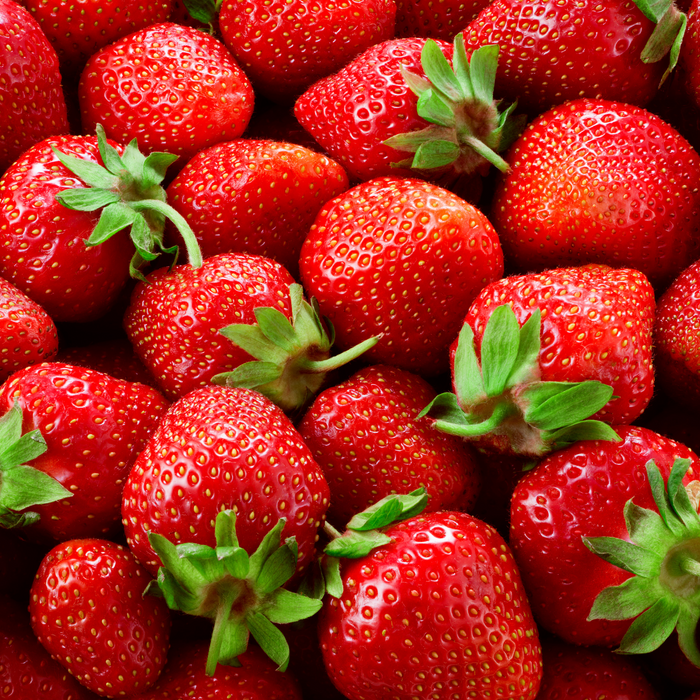 Tips for harvesting Frigo strawberries | نصائح لحصاد فراولة فريجو