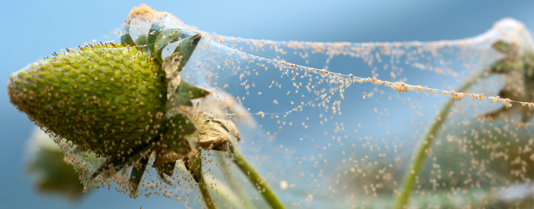 علامات الإصابة بالعنكبوت الأحمر| Signs of Red Spider Mite Infestation