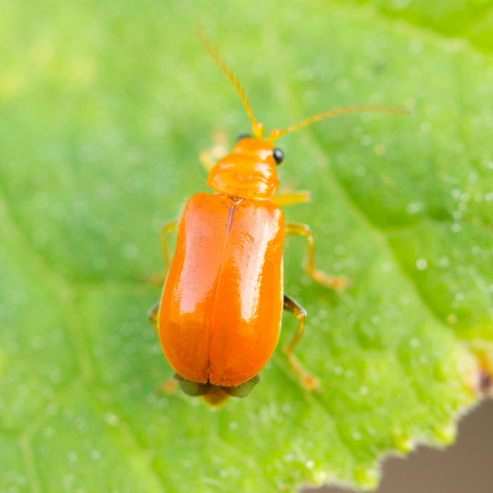 كل ما تحتاج معرفته عن حشرة التربس | All you need to know about thrips