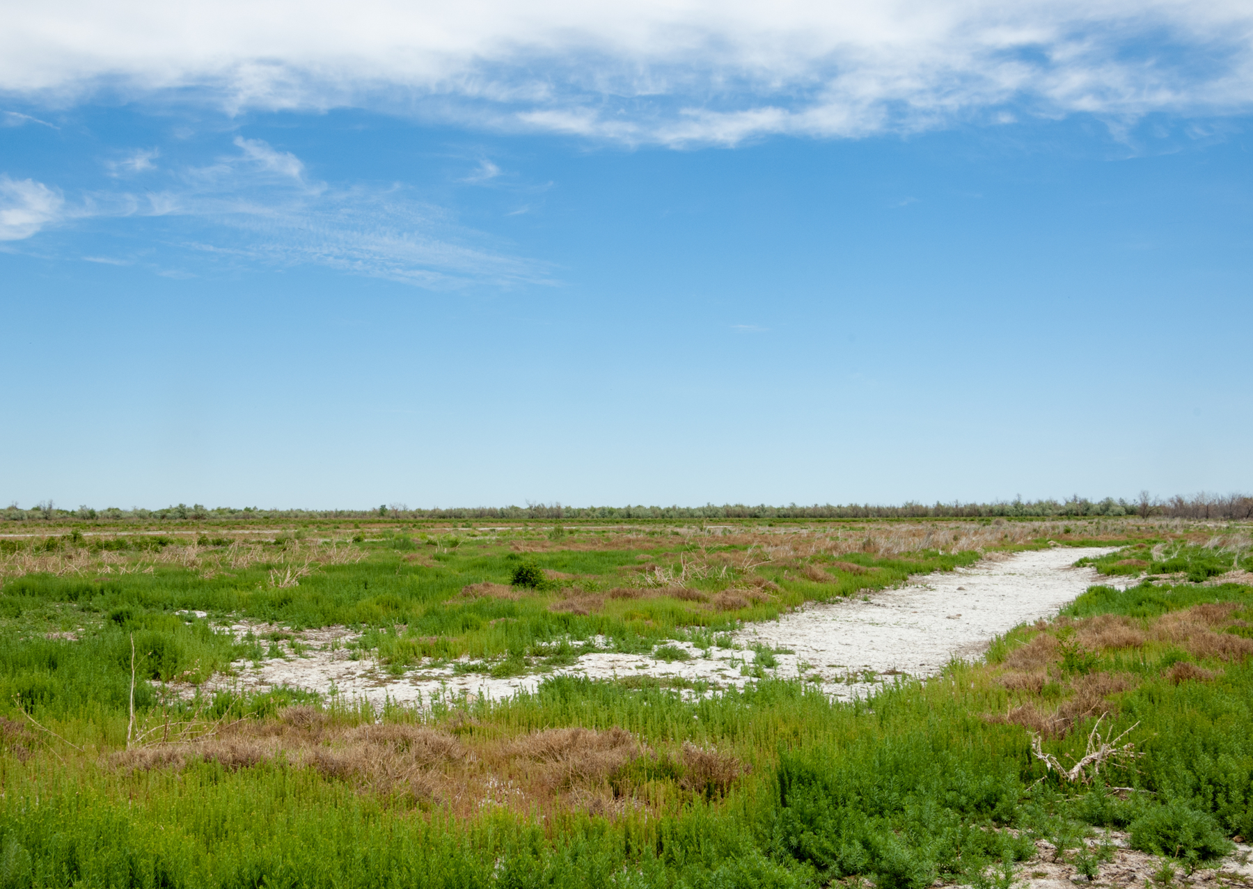 Understanding Soil Salinity | فهم ملوحة التربة