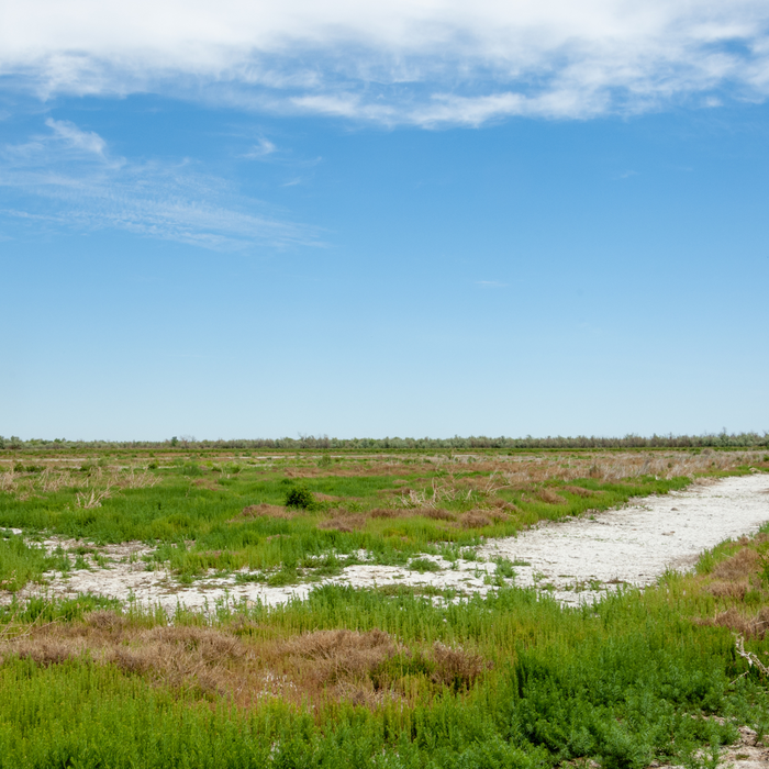 Understanding Soil Salinity | فهم ملوحة التربة