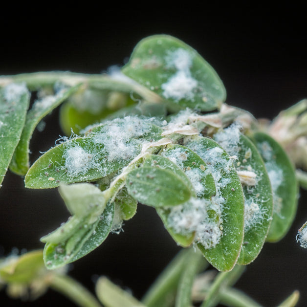 مواجهة التحديات مع البق الدقيقي| Confronting Challenges with Mealy Bugs