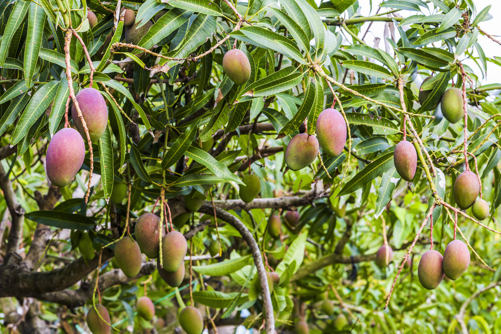 توصيات عن محصول المانجو | Advice on mango crop