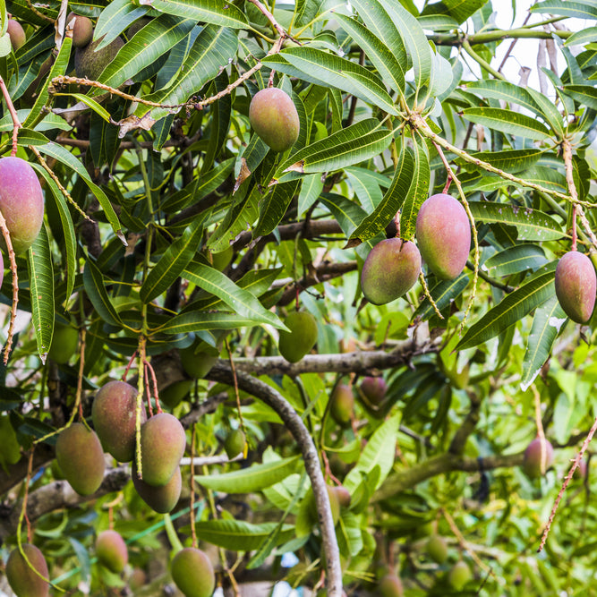 توصيات عن محصول المانجو | Advice on mango crop