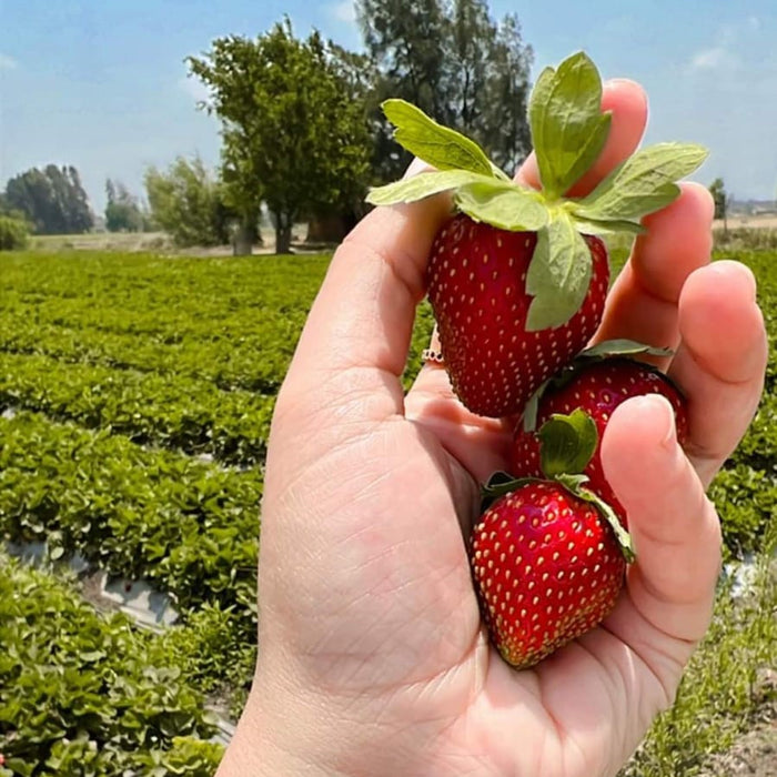 Strawberry Harvesting | جمع الفراولة