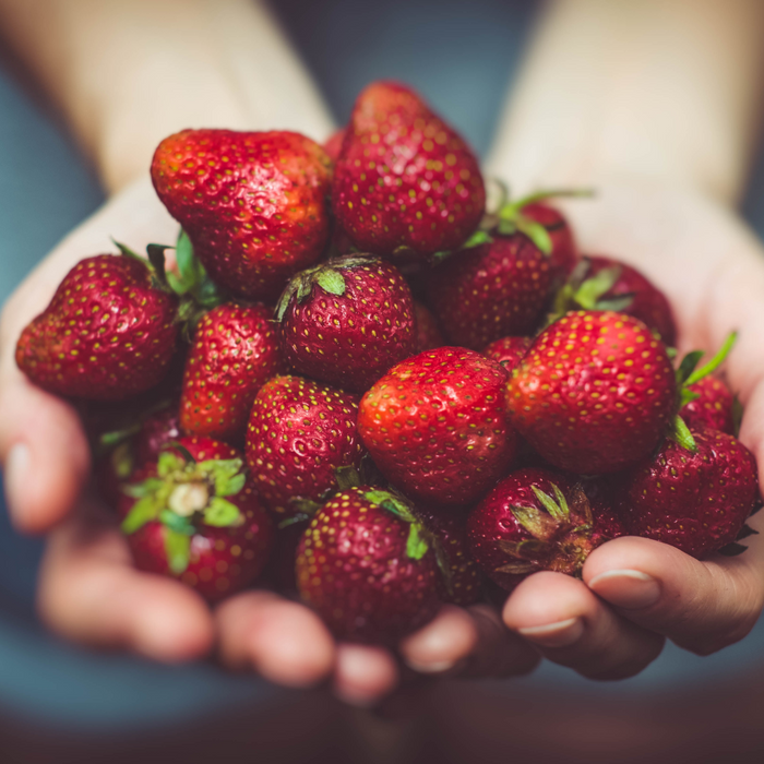 Challenges in Strawberry Farming | تحدّيات زراعة الفراولة