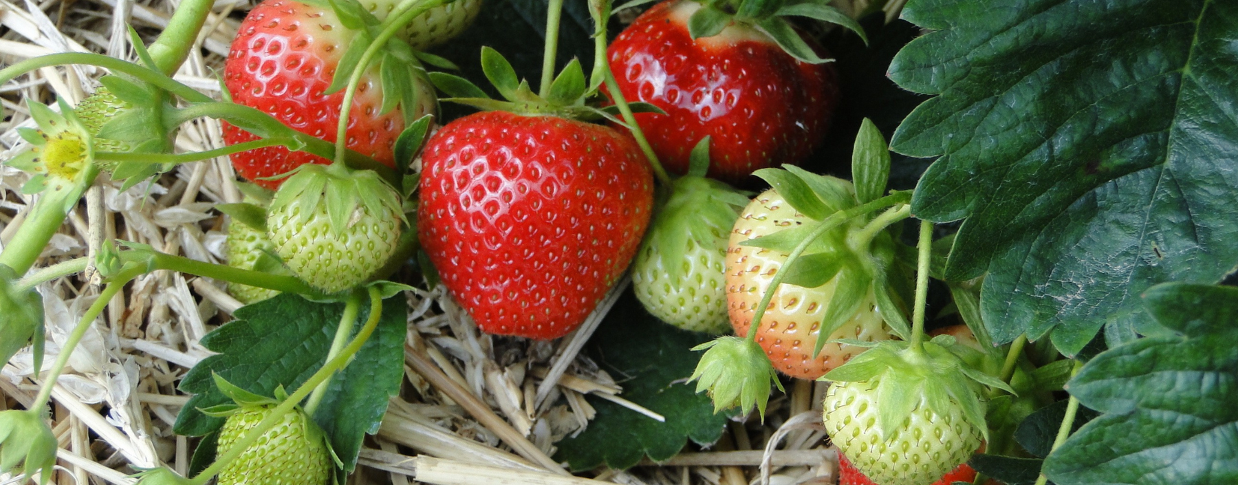 تحديات الطقس في زراعة الفراولة ونصائح للمزارعين | Challenges of Weather in Strawberry Farming and Tips for Farmers