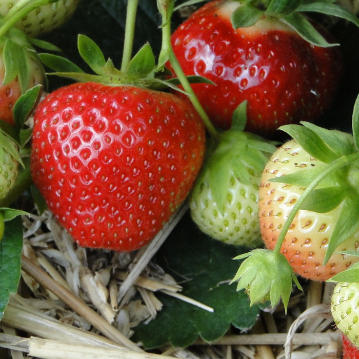 تحديات الطقس في زراعة الفراولة ونصائح للمزارعين | Challenges of Weather in Strawberry Farming and Tips for Farmers