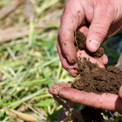 Nurturing Soil Health | رعاية صحة التربة